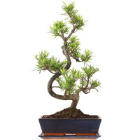 Fern pine, Bonsai, 12 years, 58cm