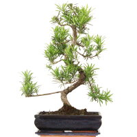 Fern pine, Bonsai, 12 years, 55cm