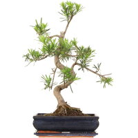Fern pine, Bonsai, 12 years, 58cm