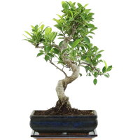 Ficus, Fig tree, Bonsai, 11 years, 48cm
