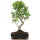 Ficus, Bonsai, 11 ans, 51cm