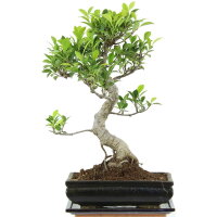 Ficus, Higuera de Banyan, Bonsai, 11 años, 42cm