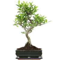 Fico, Ficus, Bonsai, 11 anni, 49cm