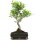 Ficus, Bonsai, 11 ans, 49cm