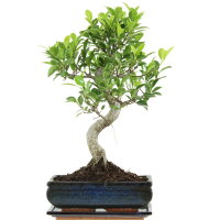Fico, Ficus, Bonsai, 11 anni, 47cm