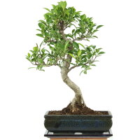 Ficus, Higuera de Banyan, Bonsai, 11 años, 45cm
