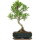 Ficus, Fig tree, Bonsai, 11 years, 45cm