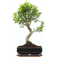 Fico, Ficus, Bonsai, 11 anni, 47cm