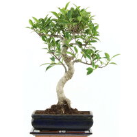 Ficus, Higuera de Banyan, Bonsai, 11 años, 46cm