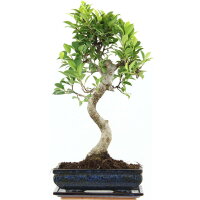 Ficus, Fig tree, Bonsai, 11 years, 48cm