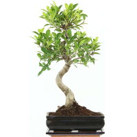 Ficus, Higuera de Banyan, Bonsai, 11 a&ntilde;os, 51cm