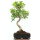 Ficus, Higuera de Banyan, Bonsai, 11 años, 51cm