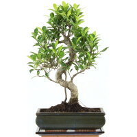 Ficus, Bonsai, 11 ans, 44cm