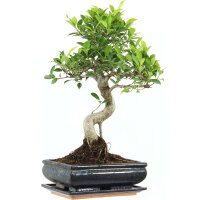 Ficus, Fig tree, Bonsai, 11 years, 47cm