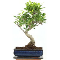 Fico, Ficus, Bonsai, 11 anni, 42cm