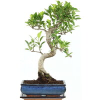 Ficus, Bonsai, 11 ans, 48cm