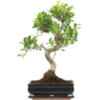 Ficus, Higuera de Banyan, Bonsai, 11 años, 47cm