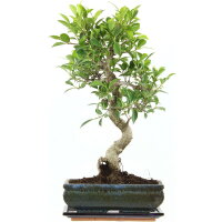 Ficus, Higuera de Banyan, Bonsai, 11 años, 48cm