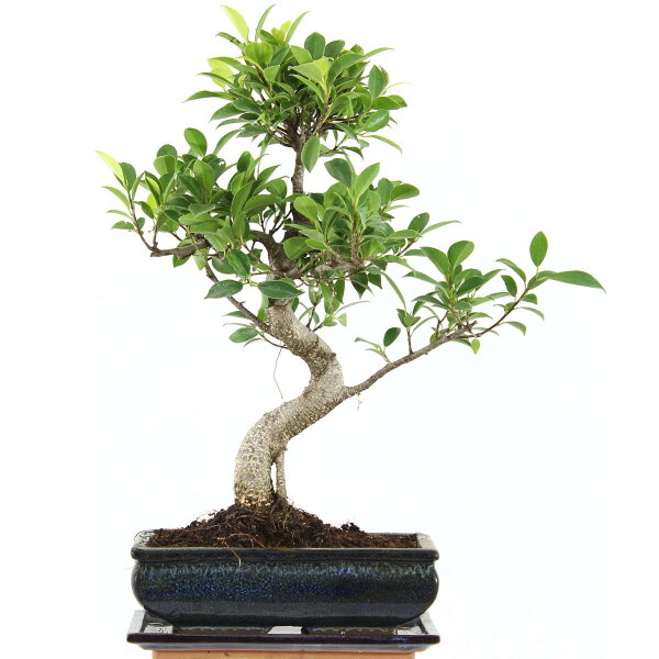 Ficus, Higuera de Banyan, Bonsai, 11 años, 46cm