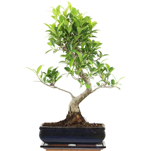Ficus, Bonsai, 11 letnie, 46cm