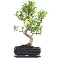 Ficus, Bonsai, 11 letnie, 48cm