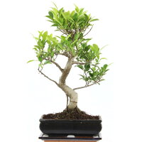 Ficus, Higuera de Banyan, Bonsai, 11 años, 48cm