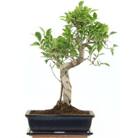 Ficus, Higuera de Banyan, Bonsai, 11 años, 47cm