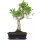 Ficus, Bonsai, 11 ans, 47cm