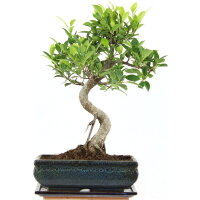 Ficus, Higuera de Banyan, Bonsai, 11 a&ntilde;os, 44cm