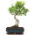 Ficus, Bonsai, 11 ans, 44cm