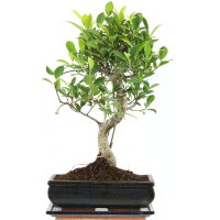 Fico, Ficus, Bonsai, 11 anni, 45cm