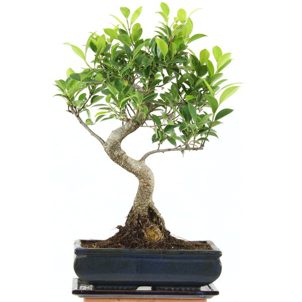 Ficus, Bonsai, 11 letnie, 46cm
