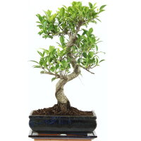 Fico, Ficus, Bonsai, 11 anni, 46cm