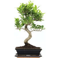 Ficus, Higuera de Banyan, Bonsai, 11 a&ntilde;os, 47cm