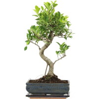 Ficus, Higuera de Banyan, Bonsai, 11 años, 50cm