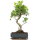 Ficus, Bonsai, 11 letnie, 50cm