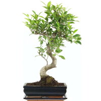 Ficus, Fig tree, Bonsai, 11 years, 50cm