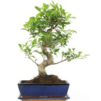 Ficus, Higuera de Banyan, Bonsai, 12 años, 51cm
