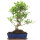 Ficus, Bonsai, 12 letnie, 51cm
