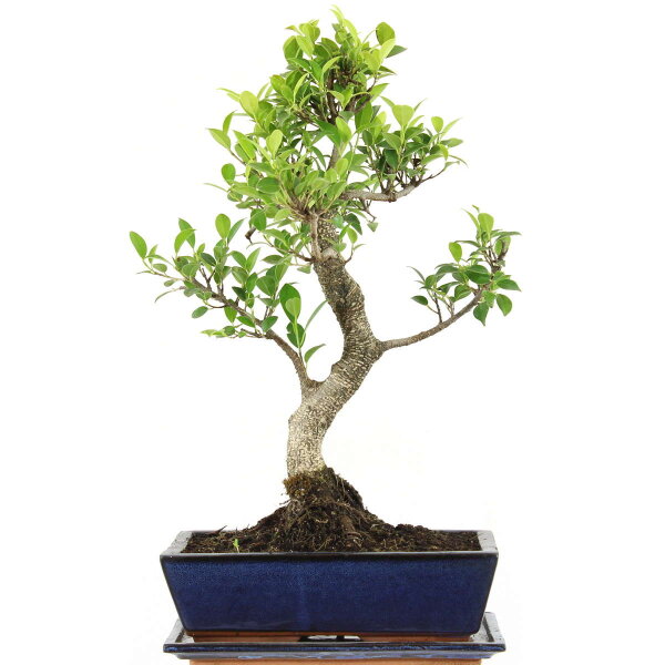 Ficus, Fig tree, Bonsai, 12 years, 51cm