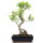 Ficus, Bonsai, 12 ans, 53cm