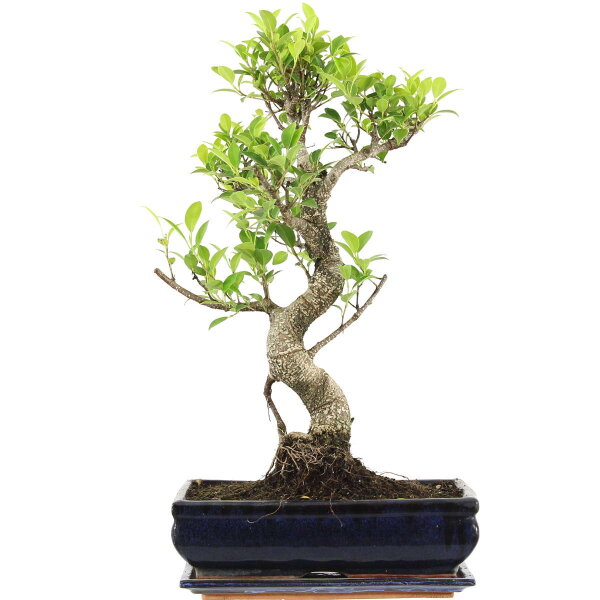 Ficus, Bonsai, 12 letnie, 53cm