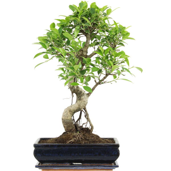 Ficus, Fig tree, Bonsai, 12 years, 55cm