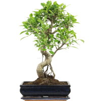Ficus, Bonsai, 12 letnie, 55cm