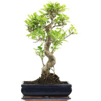 Ficus, Higuera de Banyan, Bonsai, 12 años, 53cm