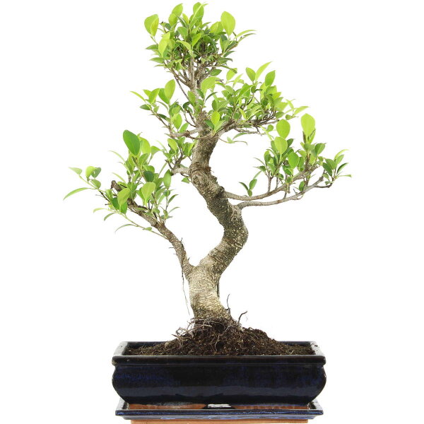 Ficus, Fig tree, Bonsai, 12 years, 54cm