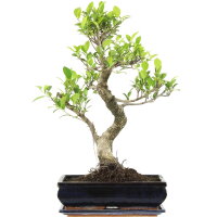 Ficus, Higuera de Banyan, Bonsai, 12 años, 54cm