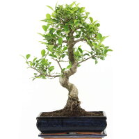 Fico, Ficus, Bonsai, 12 anni, 55cm