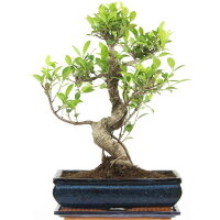 Ficus, Higuera de Banyan, Bonsai, 12 años, 46cm