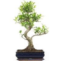 Ficus, Higuera de Banyan, Bonsai, 12 años, 59cm